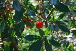 DSC_4034.JPG